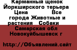 Карманный щенок Йоркширского терьера › Цена ­ 30 000 - Все города Животные и растения » Собаки   . Самарская обл.,Новокуйбышевск г.